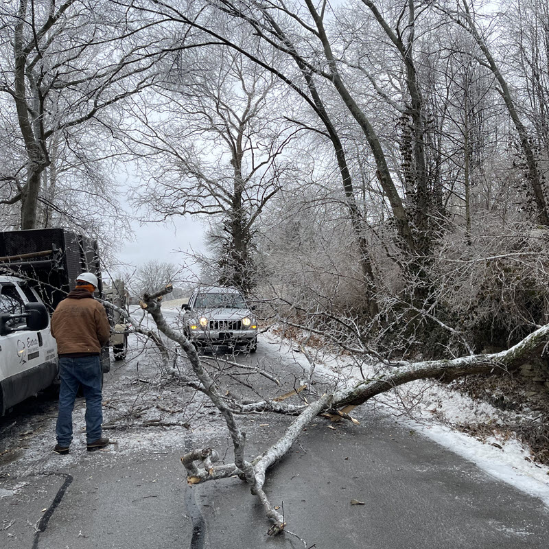 tree-in-road-feb-2021