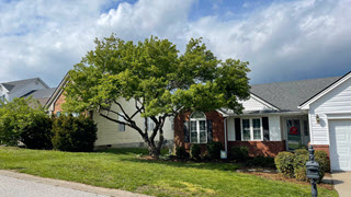 annual-tree-maintenance-plans