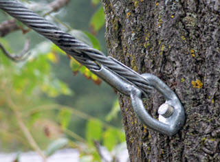 tree cabling-320