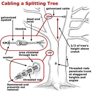 tree cabling diagram