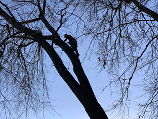 tree-stump-removal-man-in-tree-320