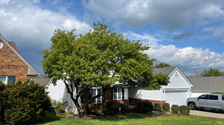 tree-trimming-shaping-before-320